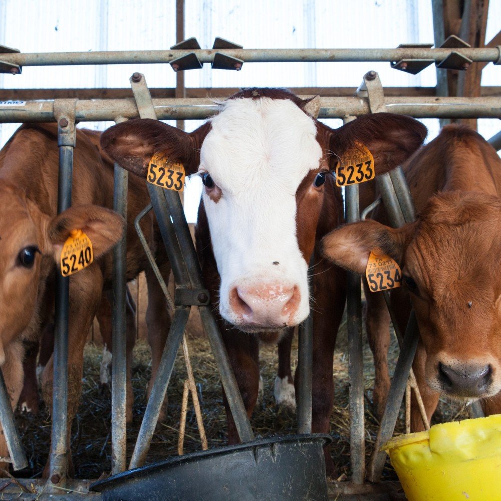 Cow Shelter