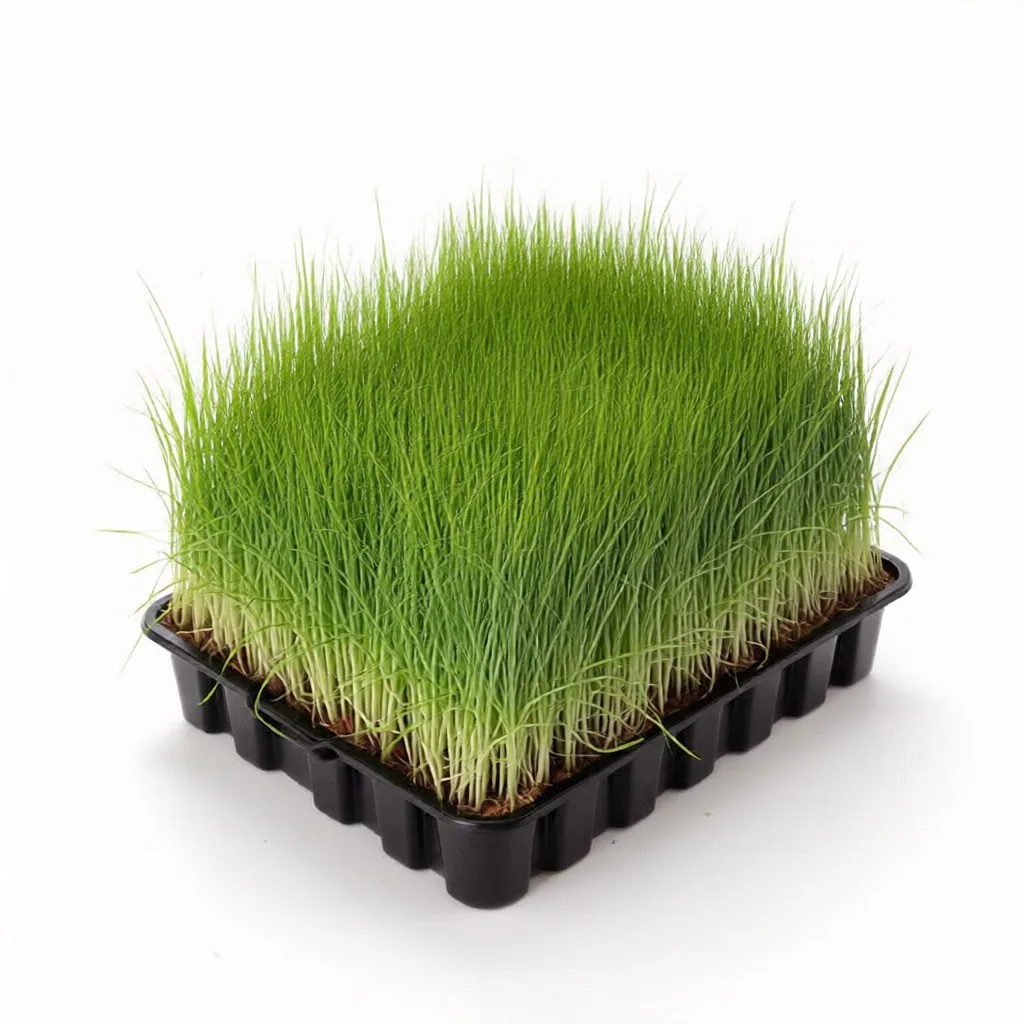 green fodder